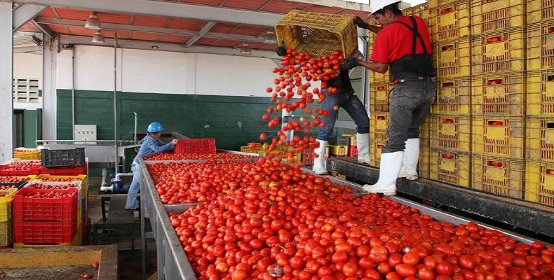 Ciego de Ávila con altas producciones de tomate.Foto:RReloj.