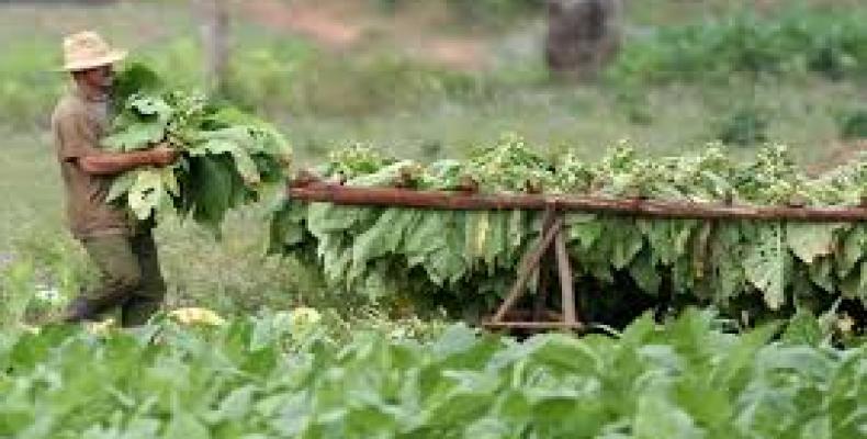 En Sancti Spíritus se plantaron más de 3 mil 400 hectáreas de tabaco, de ellas 380 en áreas tapadas.Foto:Archivo.