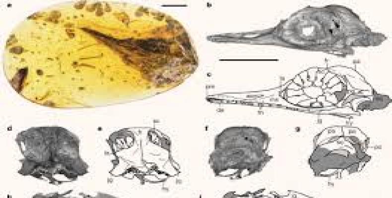 Fossil shows that miniature dinosaurs likely shared the earth with giants during the Mesozoic Era