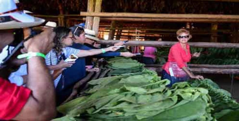 Les participants au festival du havane ont eu l'occasion de suivre de près le traitement des feuilles de tabac