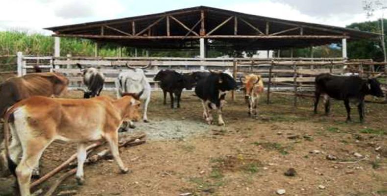 El Ministerio de la Agricultura de Cuba eroga recursos para desarrollar el ganado mayor y menor. Foto: Archivo