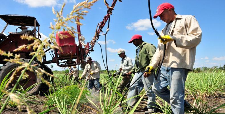 Los labriegos cubanos no se cruzan de brazos y tratan de sortear las restricciones y trabajar con lo disponible. Foto: ACN.