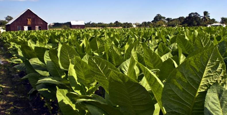 El cultivo de tabaco Virginia se extiende en Pinar del Río.Foto:Archivo.