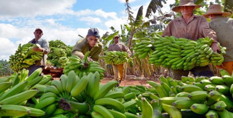 Con las crecientes producciones se mantiene estable la comercialización en los mercados agropecuarios estatales.Foto:RReloj.