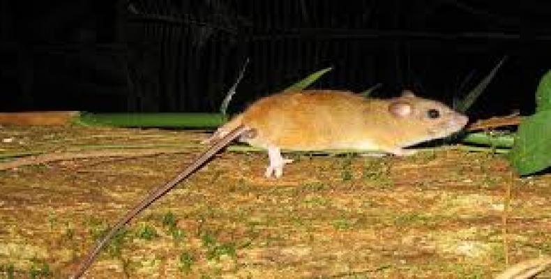 El roedor extinguido 'Melomys rubicola'. Foto/antena 3