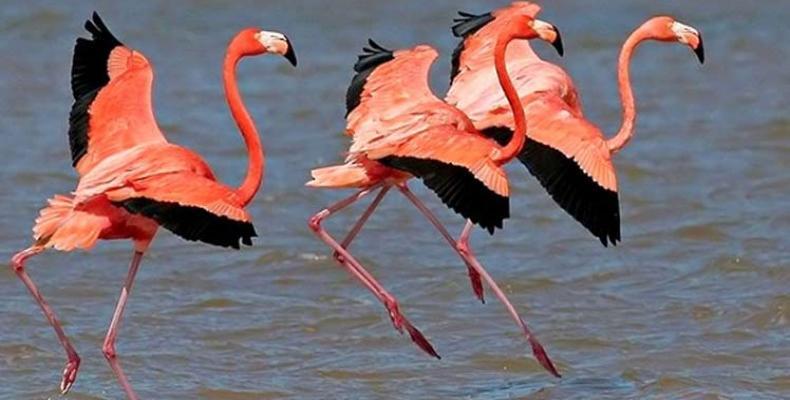 La Reserva de Fauna Desembocadura del Río Máximo en Camagüey es espacio preferido por los flamencos rosados.Foto:PL.