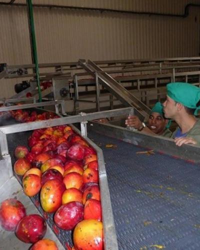 Esta línea de procesamiento de frutas es una de las mayores entre sus similares del país. Foto: Ortelio González