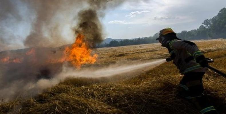 Gran diversidad de animales silvestres, como felinos, zorros culpeos y huemules, han sido afectados por llamas en los bosques.Foto:EFE.