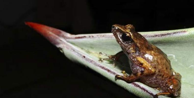 Científicos mexicanos y estadounidenses descubrieron e identificaron seis nuevas especies de rana.Foto:PL.