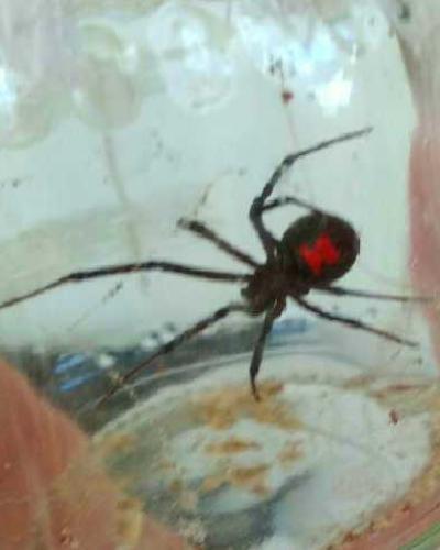 La picadura de esta araña puede provocar necrosis del tejido y severas complicaciones respiratorias que ponen en riesgo la vida de sus víctimas.Foto:RReloj.