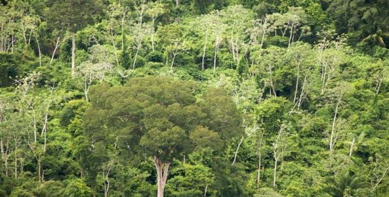 Forests in the Chiquitania of Bolivia.  (Photo: Wikipedia)