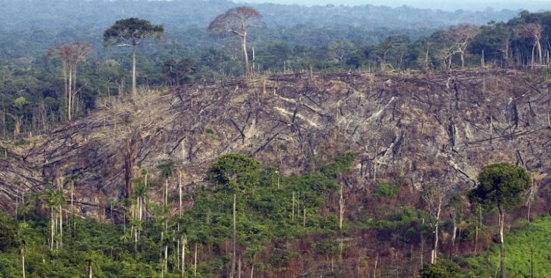 Selva Amazónica. Foto/ Ojo al Clima.