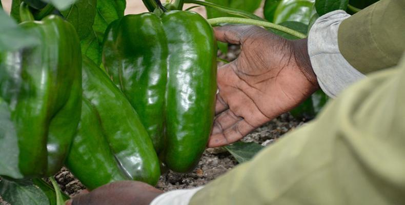 Pimientos cultivados en la Base Comercializadora Valle del Yabú.Foto:Luis Machado.Vanguardia.