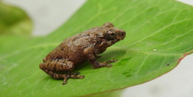 Jóvenes investigadores de Bangladesh descubrieron una nueva especie de rana. Foto: Prensa Latina.