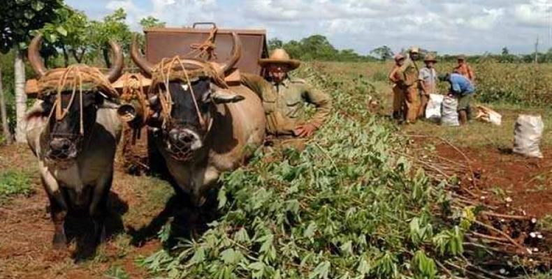 s ejercitados agricultores invocan la tracción animal, procedimiento ancestral desechado parcialmente por la irrupción de tractores.
