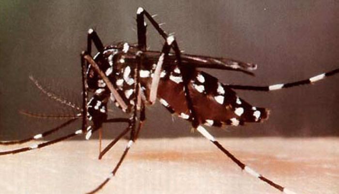 Mosquito Aedes aegypti, transmisor del virus de Zika. Foto: Archivo