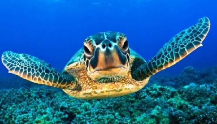 tortuga marina.Archivo