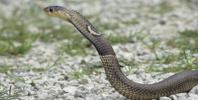 Las cobras de monóculo pueden llegar a alcanzar los dos metros de largo. Foto/Thinkstock