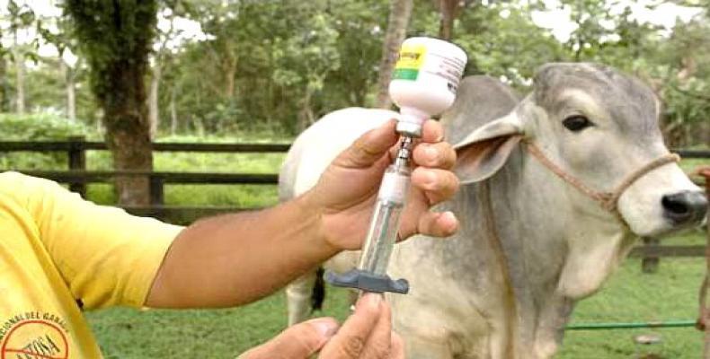 Vacunación de animales contra la fiebre aftosa. (Foto archivo/perulactea.com)