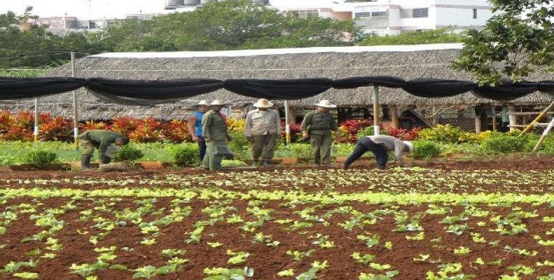 Los campesinos cubanos tienen prestigio internacional por usar procedimientos que no agreden a la naturaleza ni a los individuos. Fotos: Lorenzo Oquendo