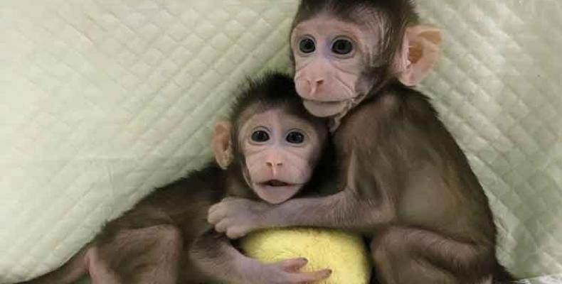 Clonación de primates, el mejor logro científico de China en 2018. Foto: PL.
