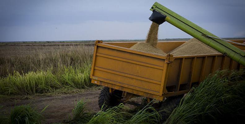 Pinar del Río, una de las provincias que más destaca en el cultivo de arroz.Foto:Cubadebate.