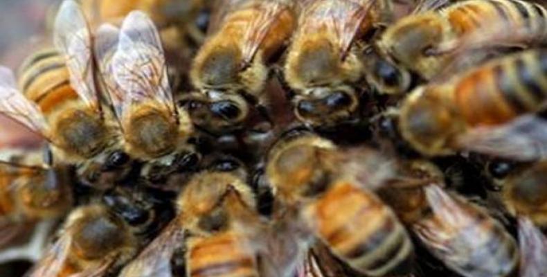 Varela tenía una relación muy especial con las abejas. Foto: Archivo