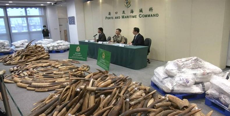 Hong Kong authorities confiscate illegal ivory cargo.  Photo: Press TV