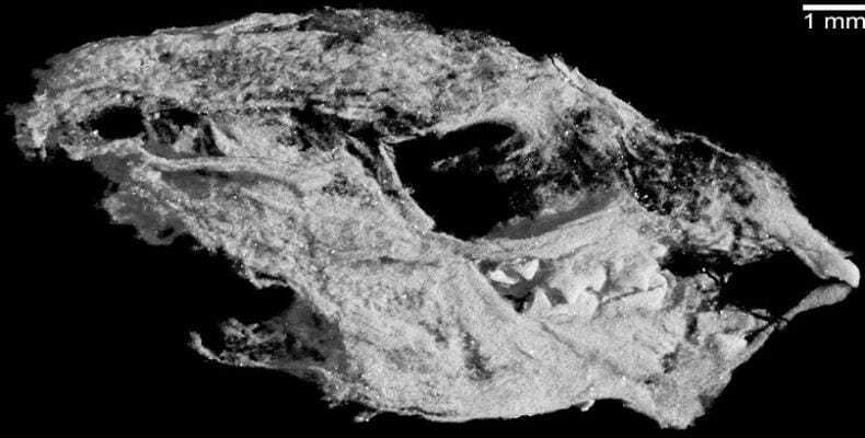 El cráneo de una cría de 'Kayentatherium wellesi' La Universidad de Texas en Austin Foto: Rusia Today