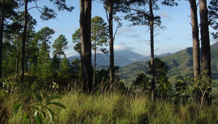 La provincia de Pinar del Río sobresalió en 2016 como la de mayor cobertura boscosa del país. Foto: Archivo