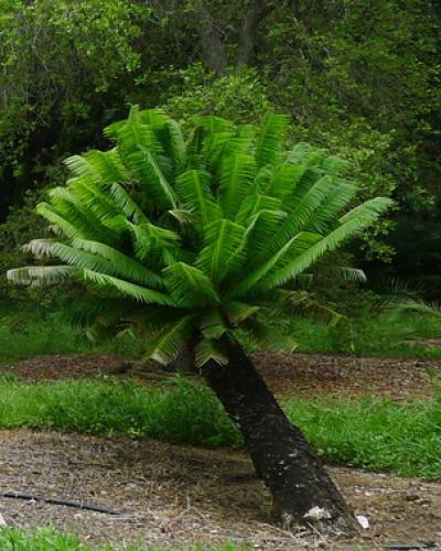 Microcycas calocoma, en peligro de extinción. Foto: Radio Rebelde