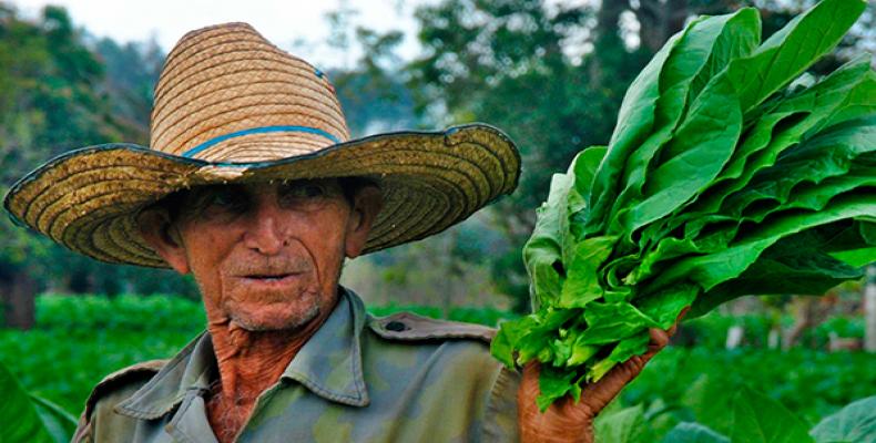 Cuba, aunque no está considerada entre los primeros productores de tabaco, es reconocida por su calidaFoto:Omara García.ACN.