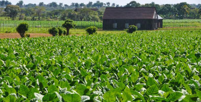 Una vega en Pinar del Río, la tierra del mejor tabaco del mundo. Foto: Archivo