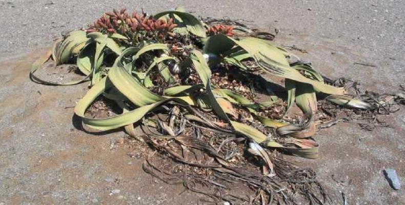 Welwitschia (Welwitschia mirabilis) Wikipedia