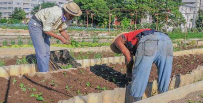 El vigésimo aniversario de la agricultura urbana y familiar de Cuba se conmemoró en La Habana por trabajadores de ese sector.Foto:Lorenzo Oquendo.