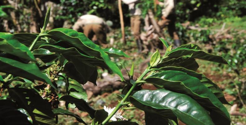 Ministerio de la Agricultura de Cuba tiene entre sus prioridades incrementar la producción de café robusta en el llano. Foto: Archivo/RHC.