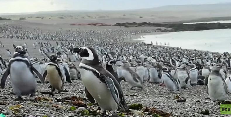 pinguinos.Archivo