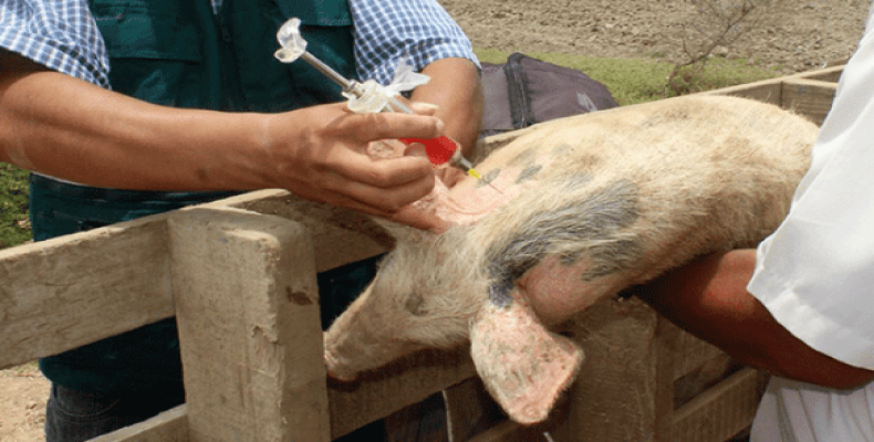 Vacuna cubana Porvac contribuye a erradicar cólera porcino.Imágen:Internet