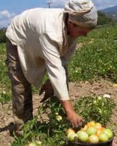 Cooperativista en el Valle del Caujerí, Cuba