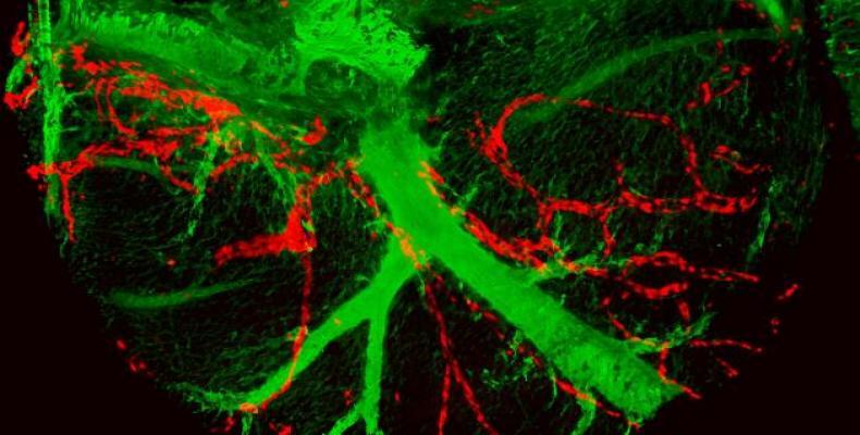 Se muestran en el corazón las arterias coronarias en verde y los descendientes de una única célula al endotelio de los vasos linfáticos coronarios en rojo.CNIC