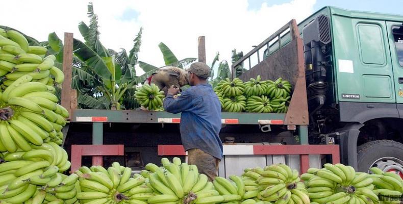 El Ministerio cubano de la Agricultura busca el uso eficiente del transporte para distribuir productos agrícolas.Foto:Internet.