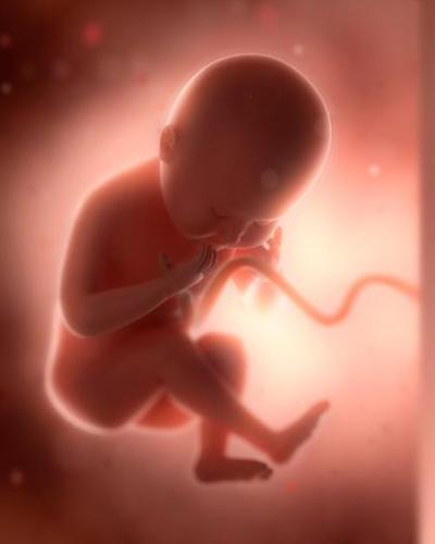 Este feto pudo haber sido acunado en un cuerpo masculino. Foto: Internet
