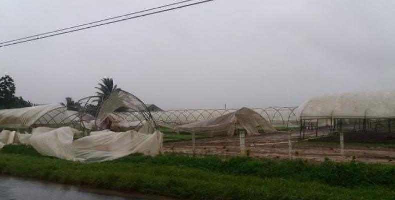 Sur la photo, une vega ou plantation de tabac endommagée par l'ouragan Michael à Pinar del Rio