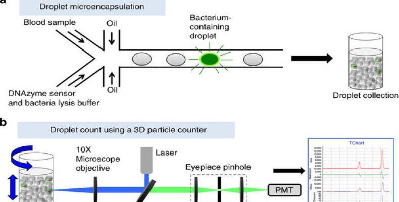 (a) Blood samples and DNAzyme sensors are mixed and then encapsulated in 100 s of millions of micrometre-sized droplets. DNAzyme sensors produce an instantaneou (a) Blood samples and DNAzyme sensors are mixed and then encapsulated in 100 s of millions of micrometre-sized droplets. DNAzyme sensors produce an instantaneou