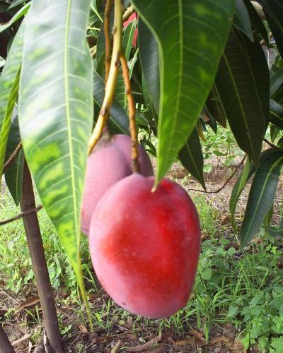 El mango es una de las frutas que abunda en las fincas pinareñas. Foto: Archivo