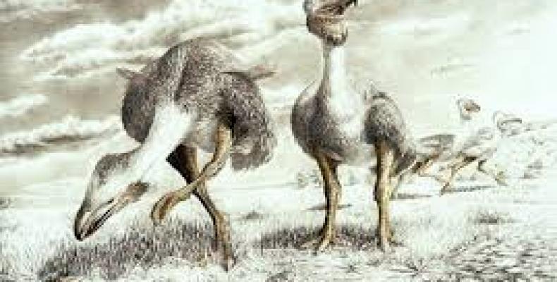 Hallan huellas fósiles de aves de la Antártica de hace 48 millones de años. Foto internet