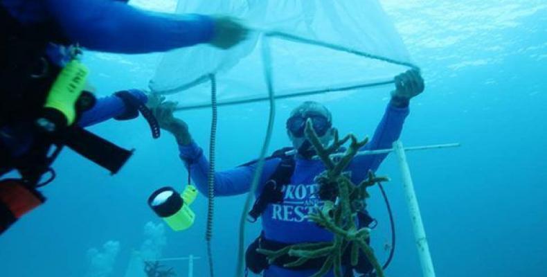 Alexis Osoria, del Acuario Nacional de Cuba, ayuda a los biólogos del Acuario de Florida en un cultivo del coral cuerno de ciervo, el 21 de agosto de 2016. Foto