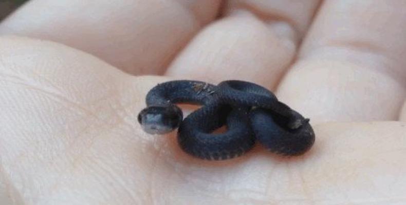 La serpiente hilo de Barbados (Tetracheilostoma carlae) es ahora la segunda más pequeña del mundo.