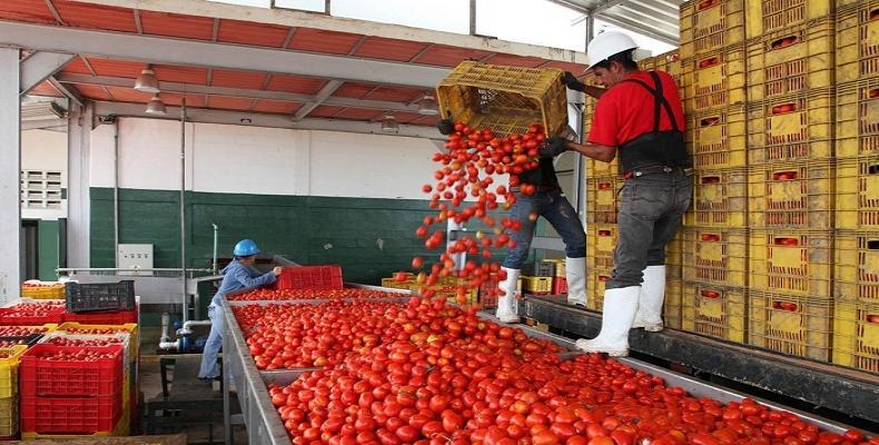 La provincia central de Ciego de Ávila alcanza este año una favorable cosecha de tomate. Foto: Radio Reloj.