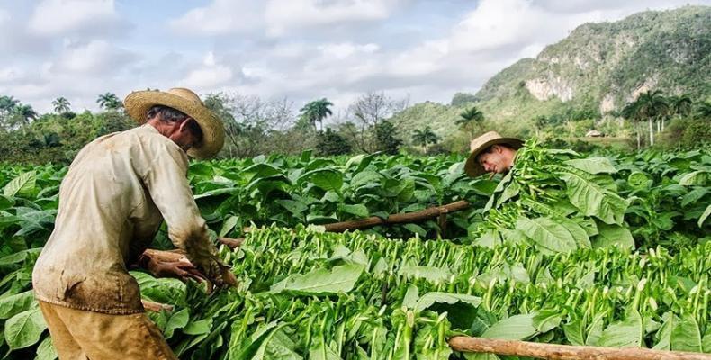 Más de 8 millones de cujes de tabaco se recolectaron en la provincia occidental de Pinar del Río. Foto: Radio Reloj.